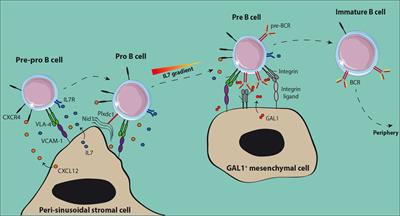 Toward Therapeutic Targeting of Bone Marrow Leukemic Niche Protective Signals in B-Cell Acute Lymphoblastic Leukemia